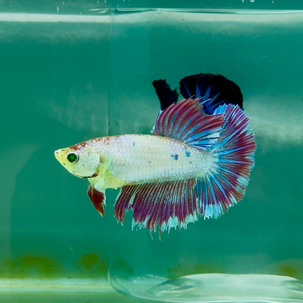 Halfmoon Purple Green Eye Female Betta Ma42