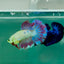 Halfmoon Purple Green Eye Female Betta Ma42