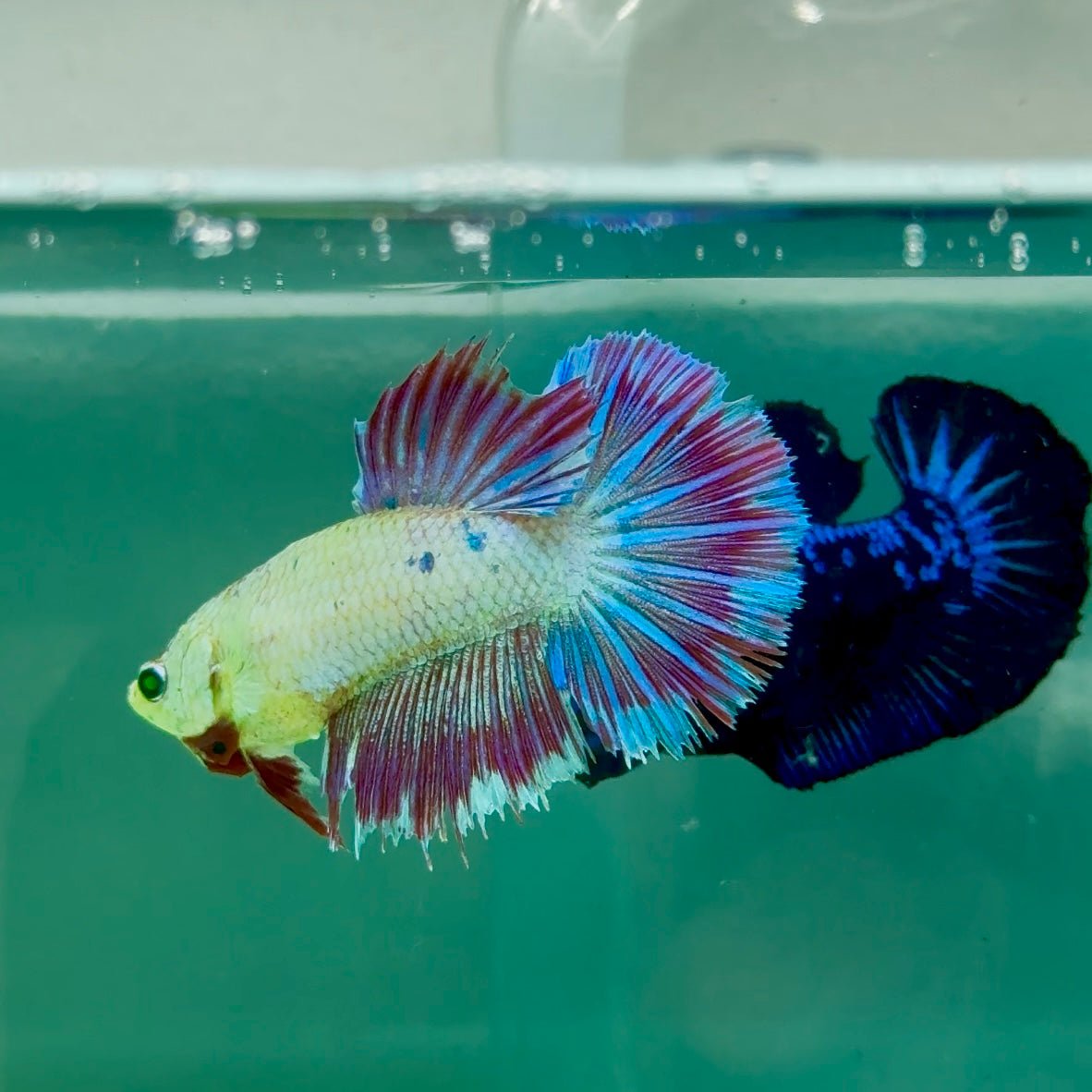 Halfmoon Purple Green Eye Female Betta Ma42