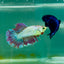 Halfmoon Purple Green Eye Female Betta Ma42
