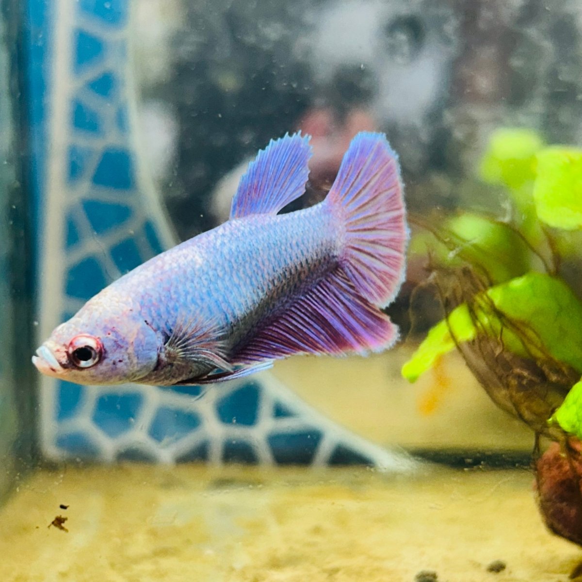 Halfmoon Purple Pink - Female Betta 071