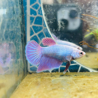 Halfmoon Purple Pink - Female Betta 071