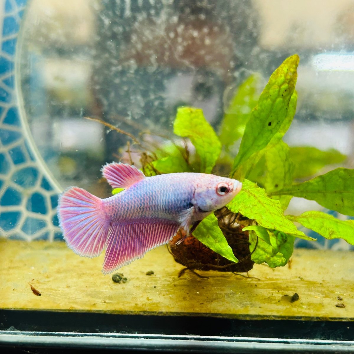 Halfmoon Purple Pink - Female Betta 071