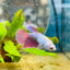 Halfmoon Purple Pink - Female Betta 071
