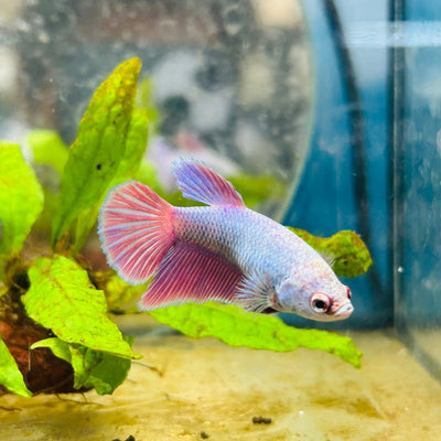 Halfmoon Purple Pink - Female Betta 071