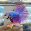 Halfmoon Purple Pink - Male Betta 056