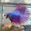 Halfmoon Purple Pink - Male Betta 056