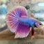 Halfmoon Purple Pink - Male Betta 056