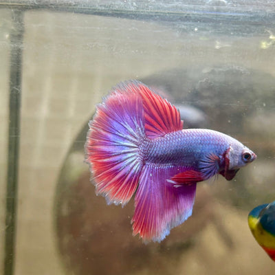 Halfmoon Purple Pink Male Betta 119