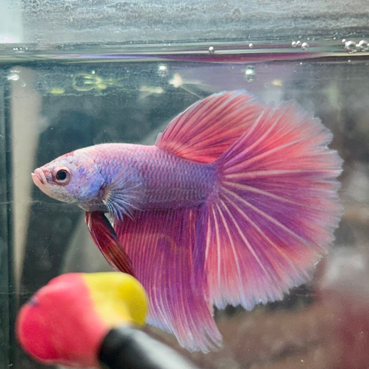 Halfmoon Purple Pink - Male Betta 131