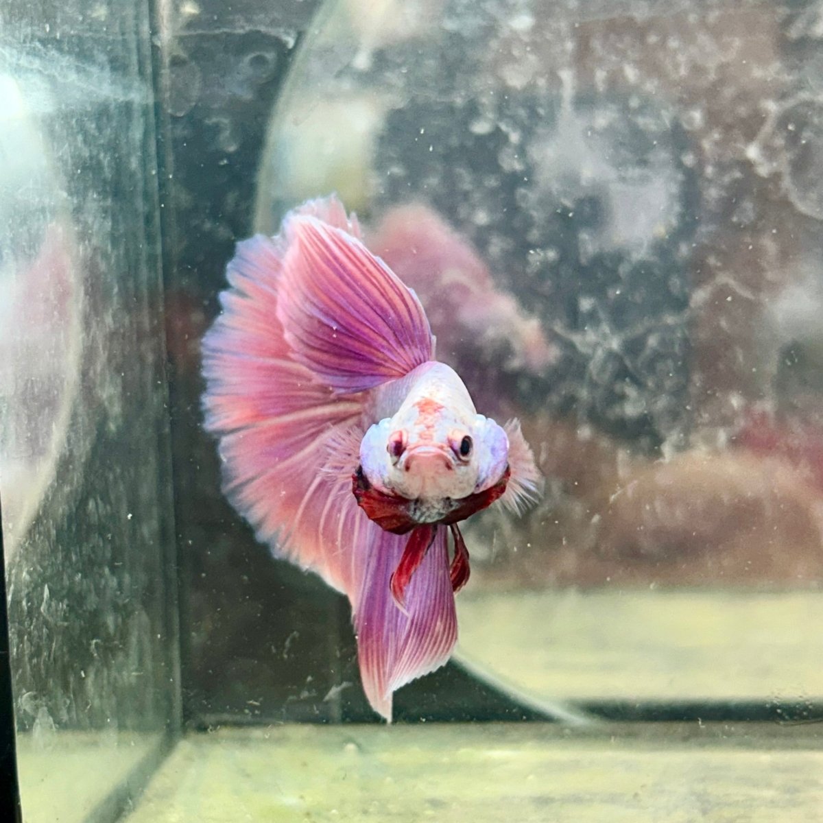 Halfmoon Purple Pink - Male Betta 131