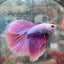 Halfmoon Purple Pink - Male Betta 131