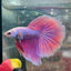 Halfmoon Purple Pink - Male Betta 131