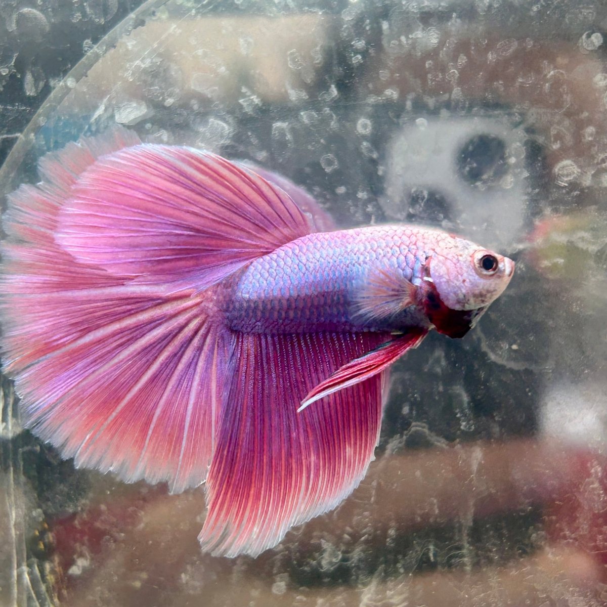 Halfmoon Purple Pink - Male Betta 131