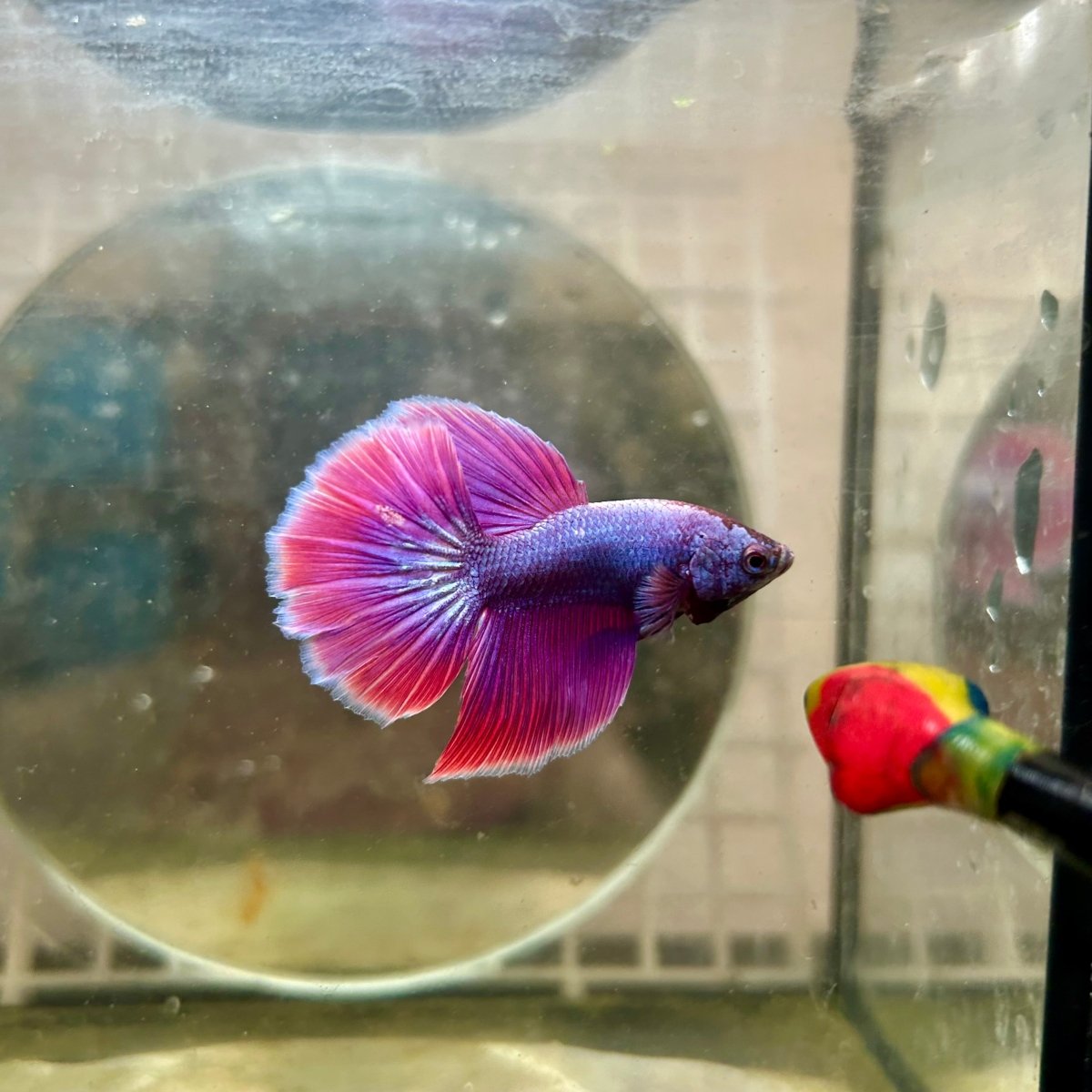 Halfmoon Purple Pink - Male Betta 164