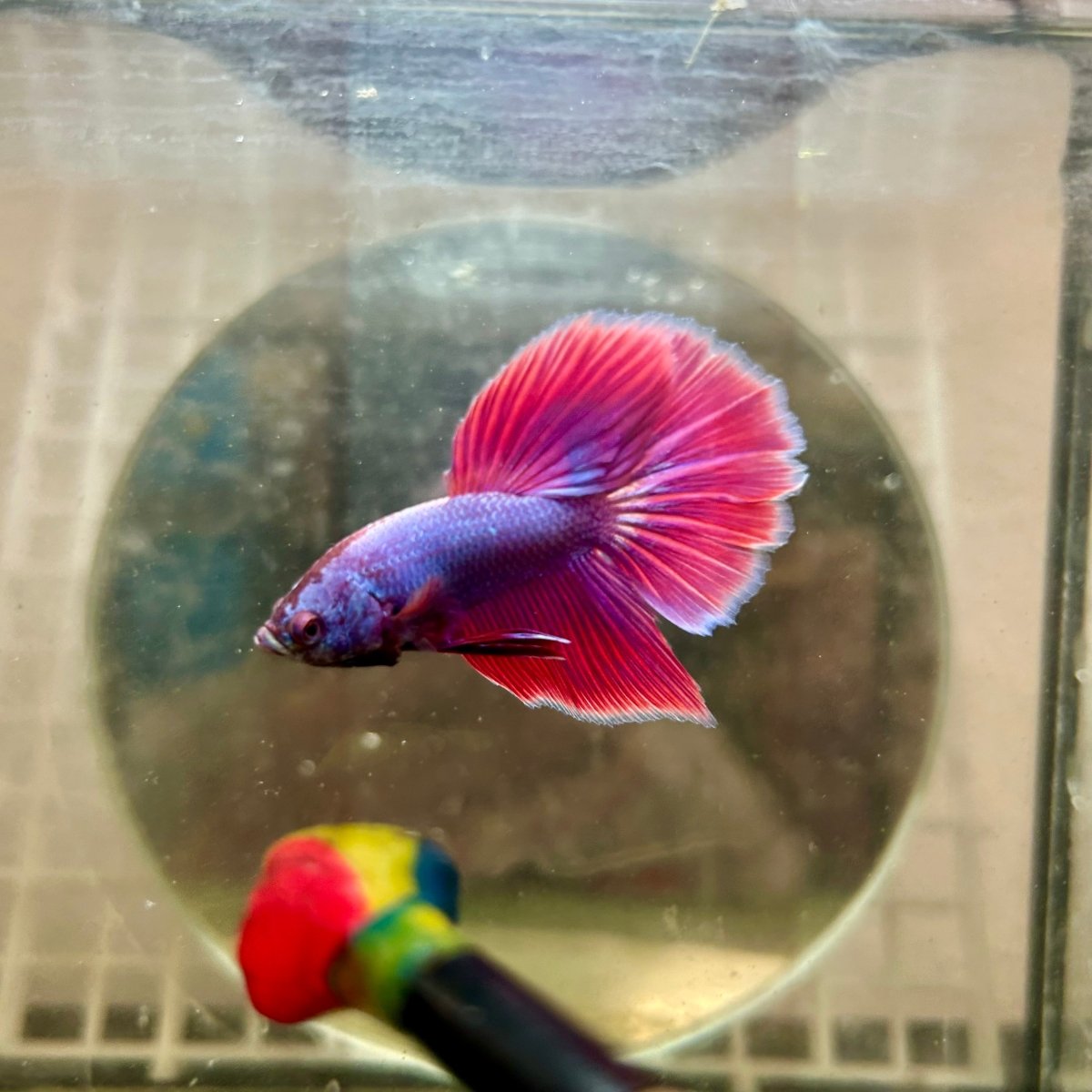 Halfmoon Purple Pink - Male Betta 164