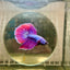 Halfmoon Purple Pink - Male Betta 164