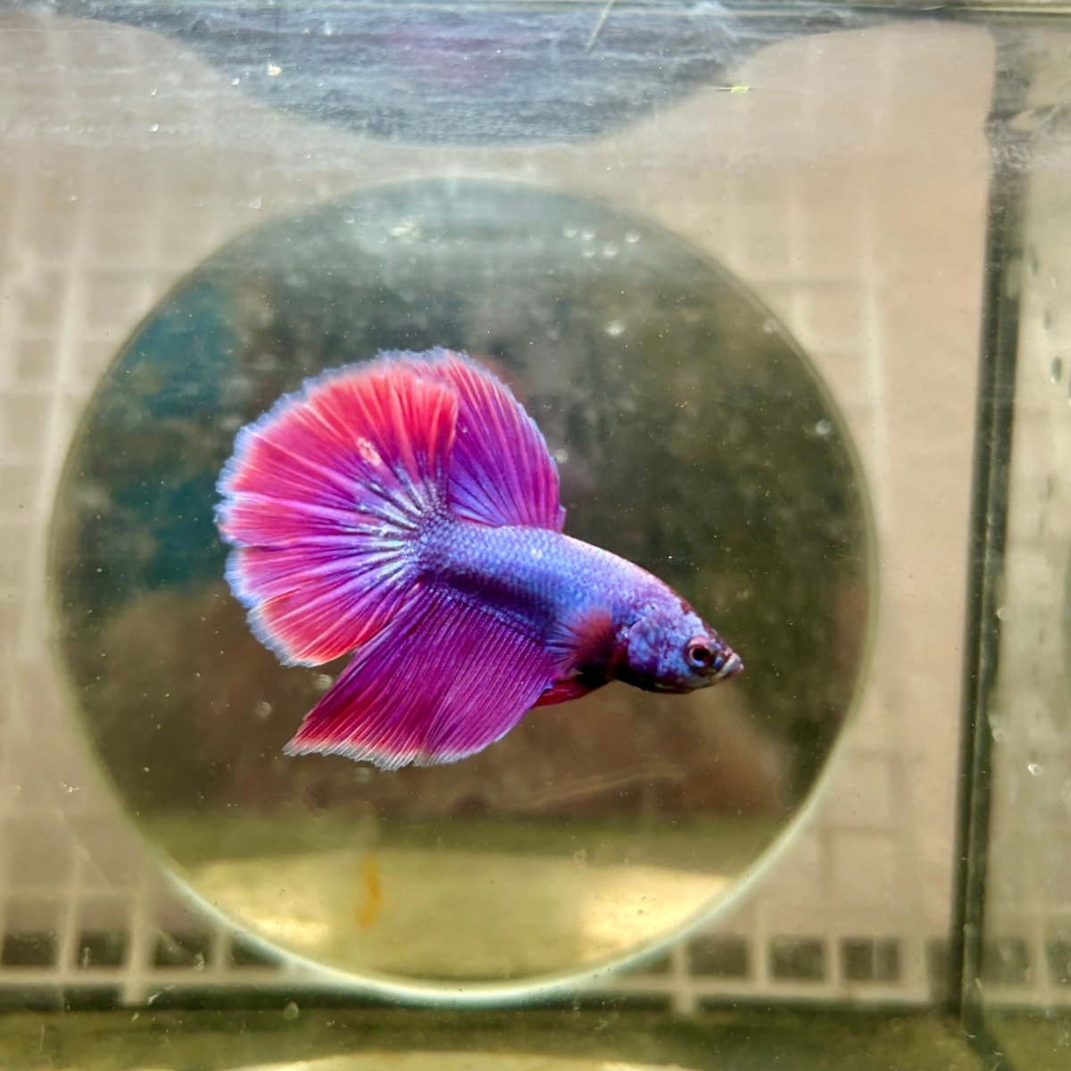 Halfmoon Purple Pink - Male Betta 164