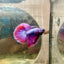 Halfmoon Purple Pink - Male Betta 164