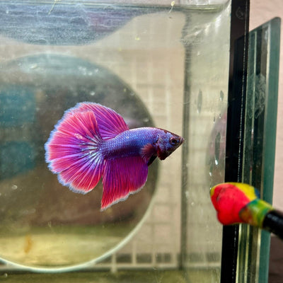 Halfmoon Purple Pink - Male Betta 164