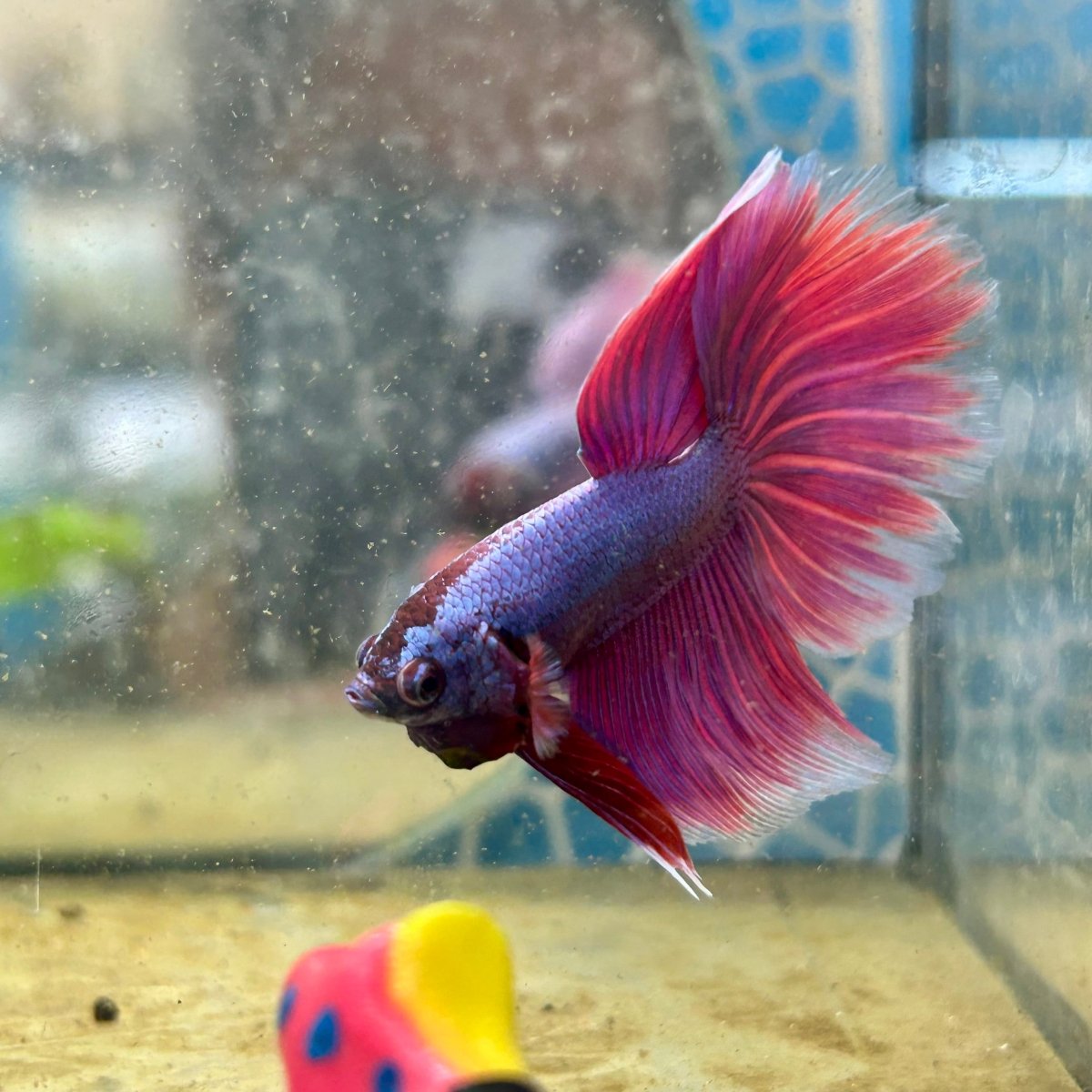 Halfmoon Purple Pink - Male Betta F29