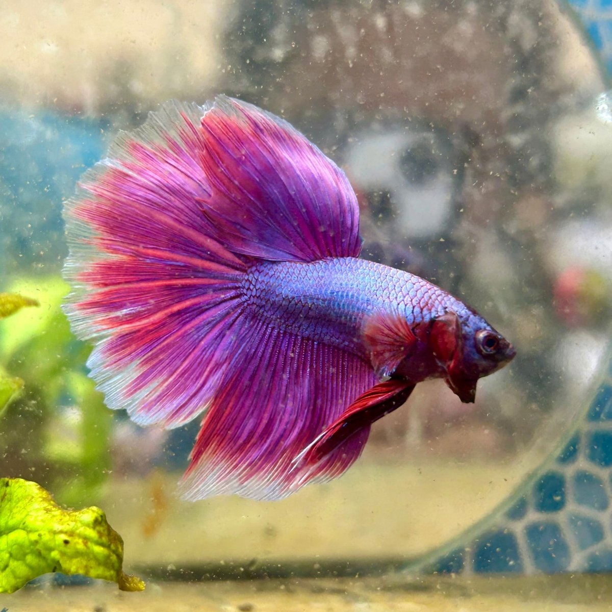 Halfmoon Purple Pink - Male Betta F29