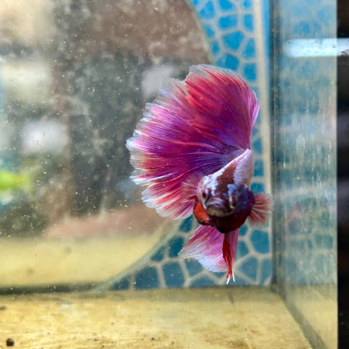 Betta Halfmoon Purple Pink