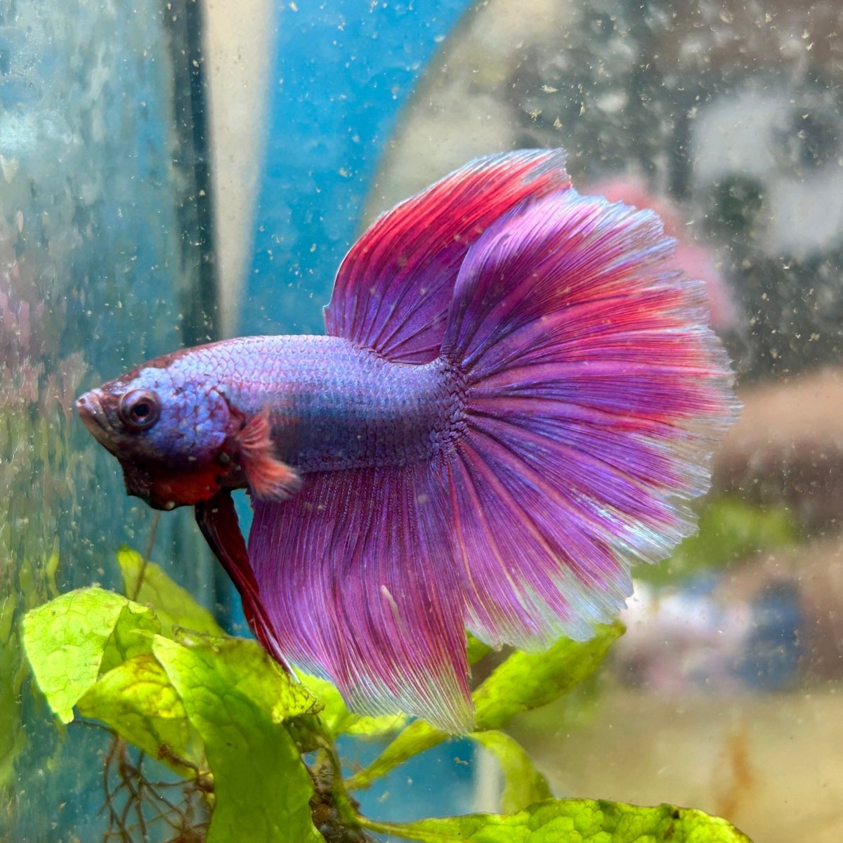 Halfmoon Purple Pink - Male Betta F29