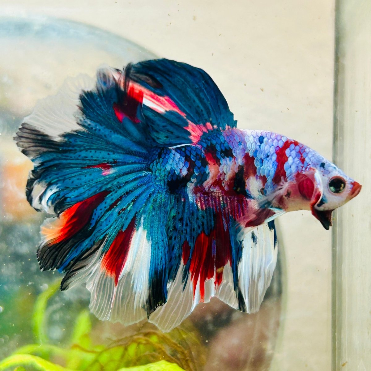 Halfmoon Purple Pink - Male Betta N45 Male betta