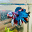 Halfmoon Purple Pink - Male Betta N45 Male betta
