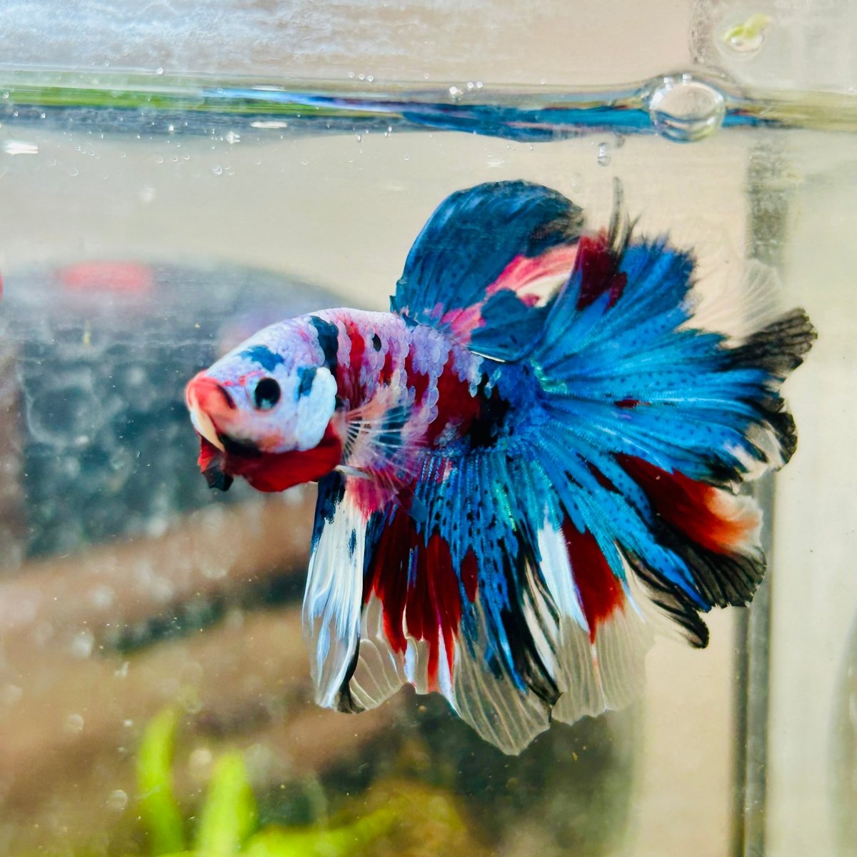 Halfmoon Purple Pink - Male Betta N45 Male betta