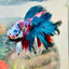 Halfmoon Purple Pink - Male Betta N45 Male betta