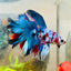 Halfmoon Purple Pink - Male Betta N45 Male betta
