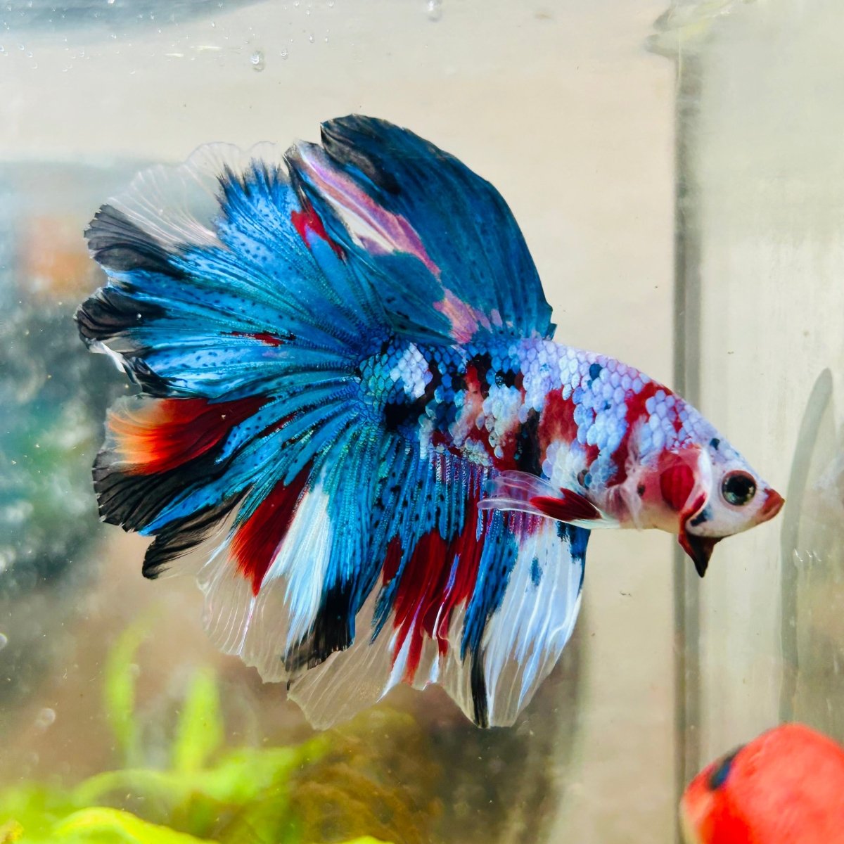 Halfmoon Purple Pink - Male Betta N45 Male betta