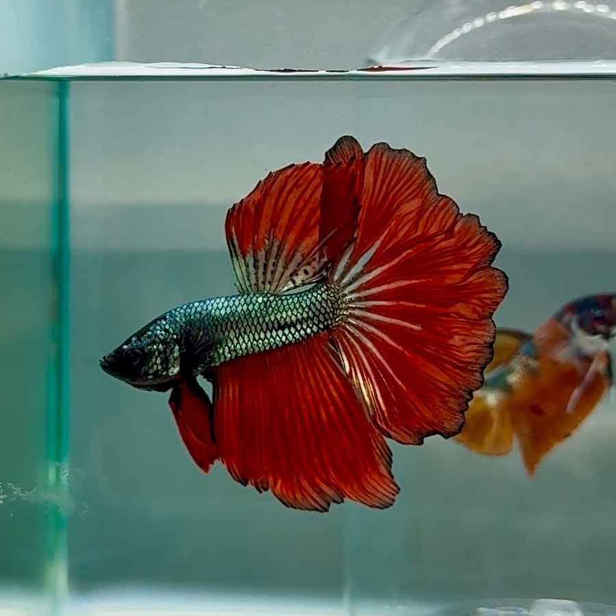 Halfmoon Red Copper Male Betta Au27 Male betta