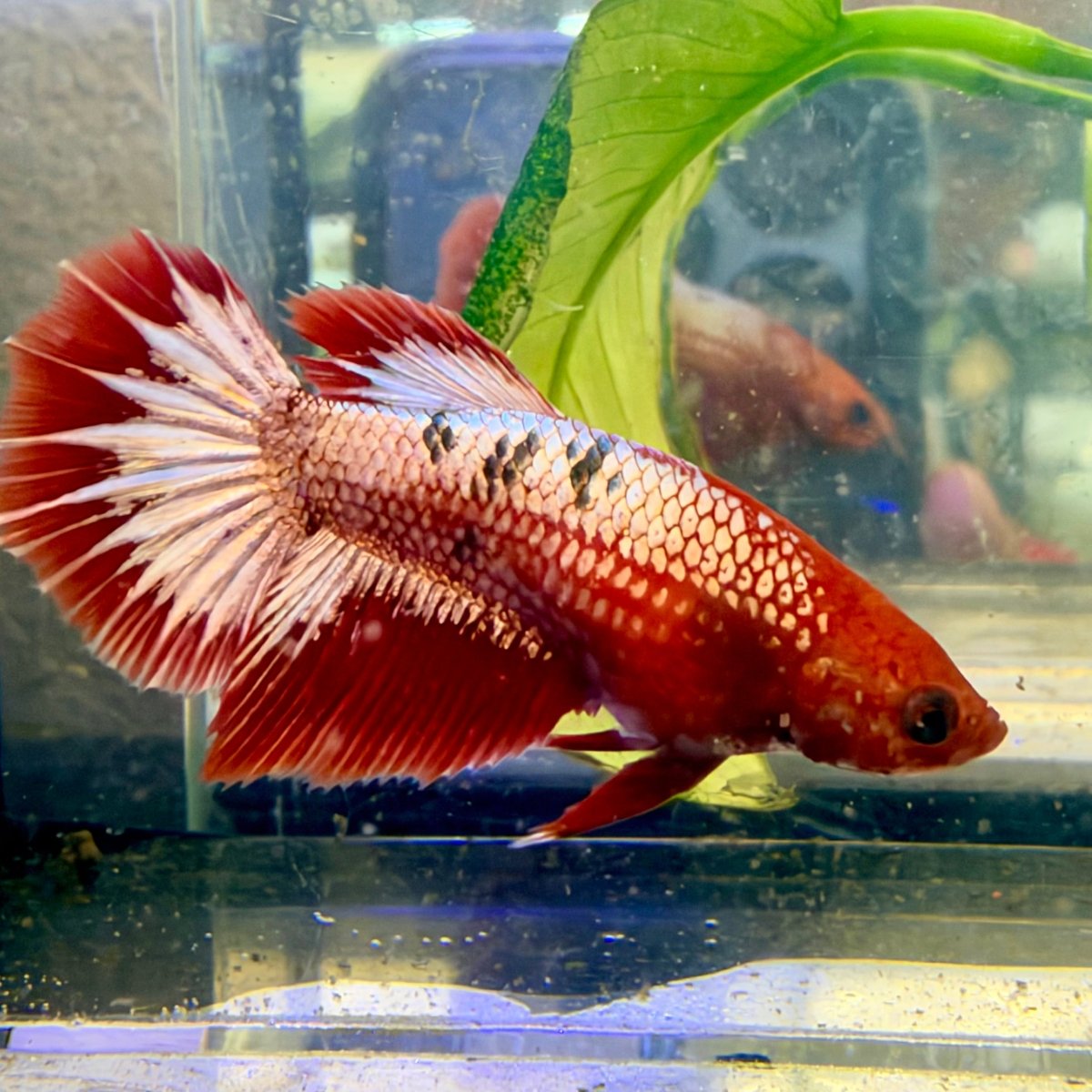 Betta hembra Halfmoon Red Koi Galaxy #037