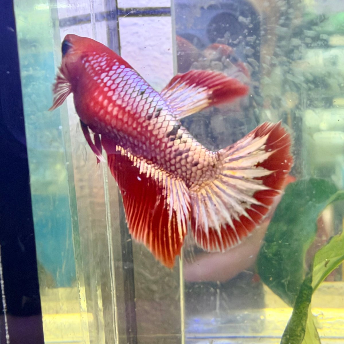 Betta hembra Halfmoon Red Koi Galaxy #037