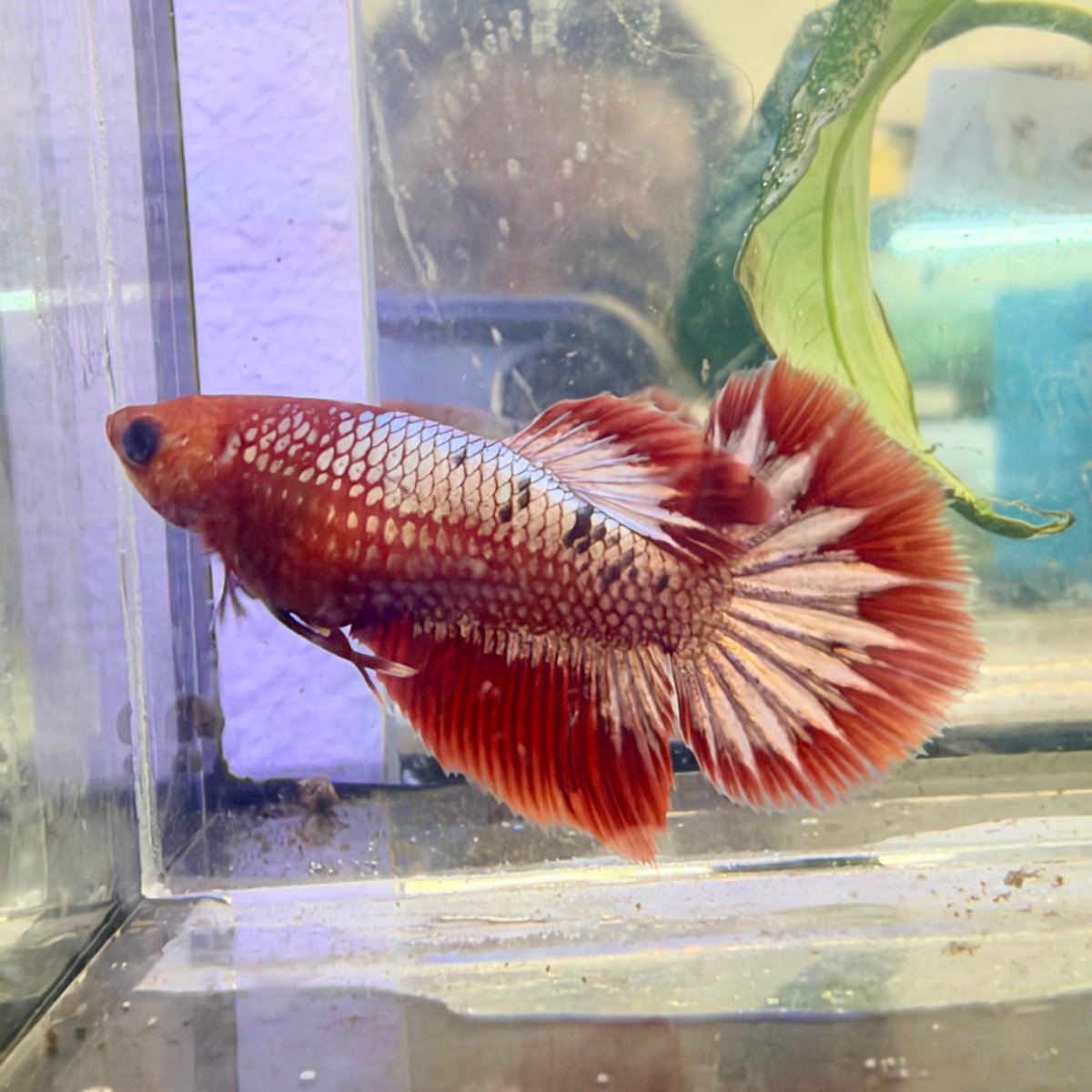 Betta hembra Halfmoon Red Koi Galaxy #037