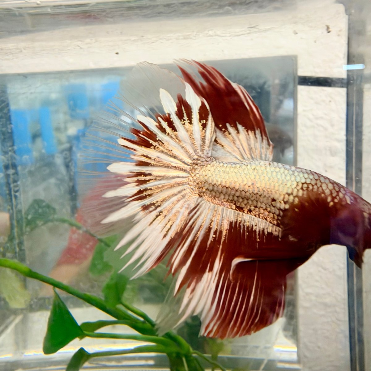 Halfmoon Red Fancy Copper Male Betta #Se02