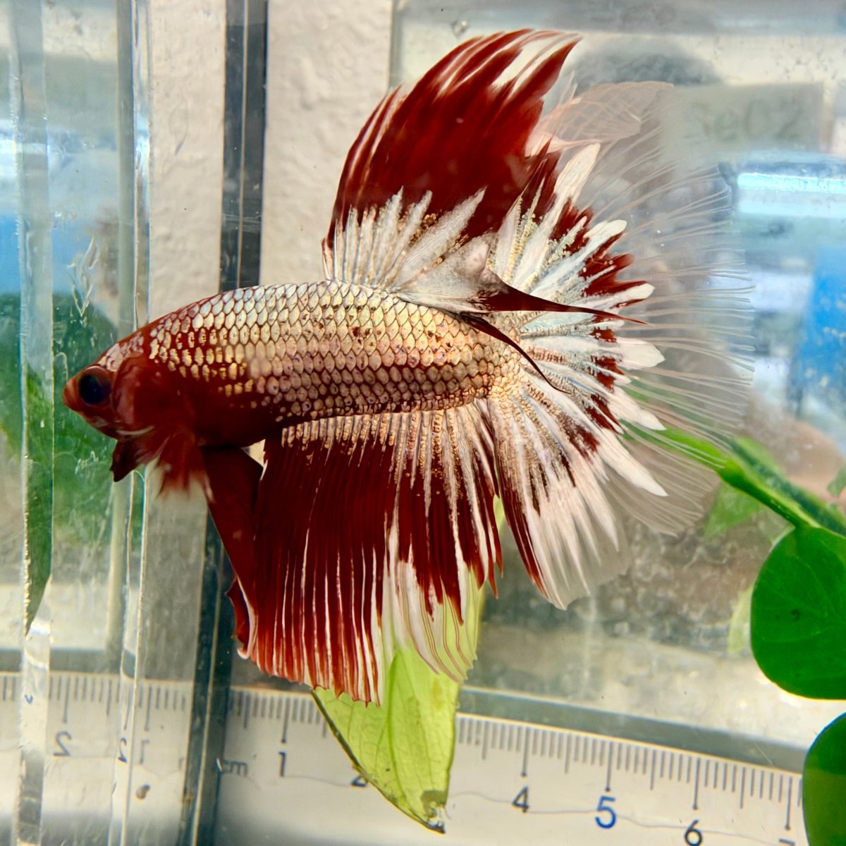 Halfmoon Red Fancy Copper Male Betta #Se02