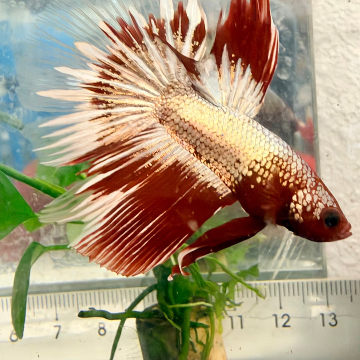 Halfmoon Red Fancy Copper Male Betta #Se02