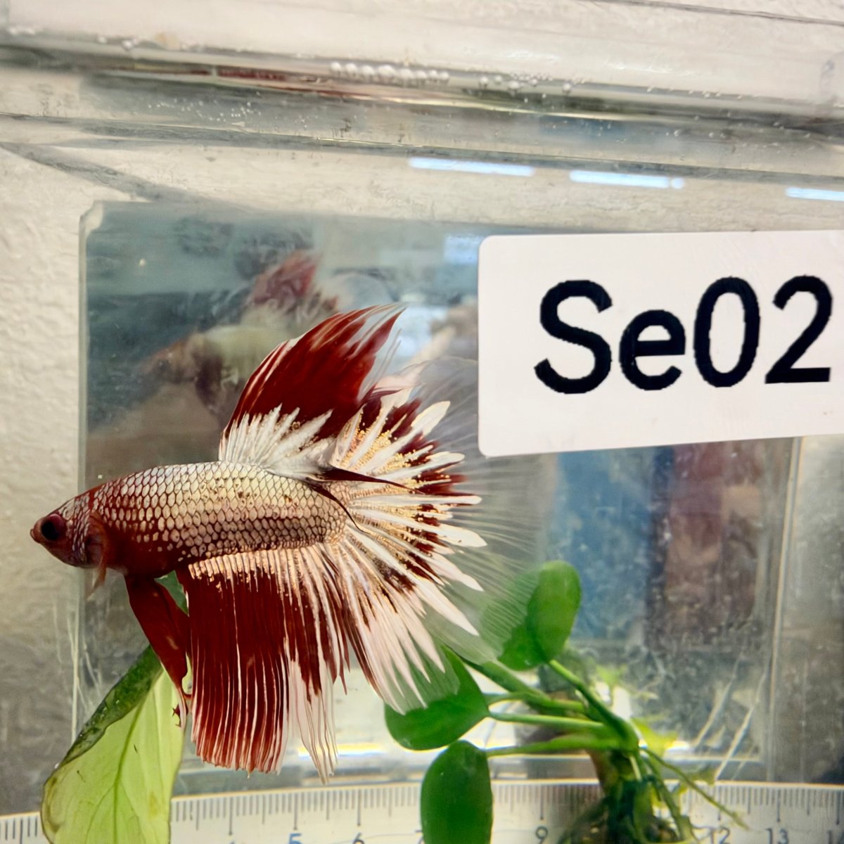 Halfmoon Red Fancy Copper Male Betta #Se02