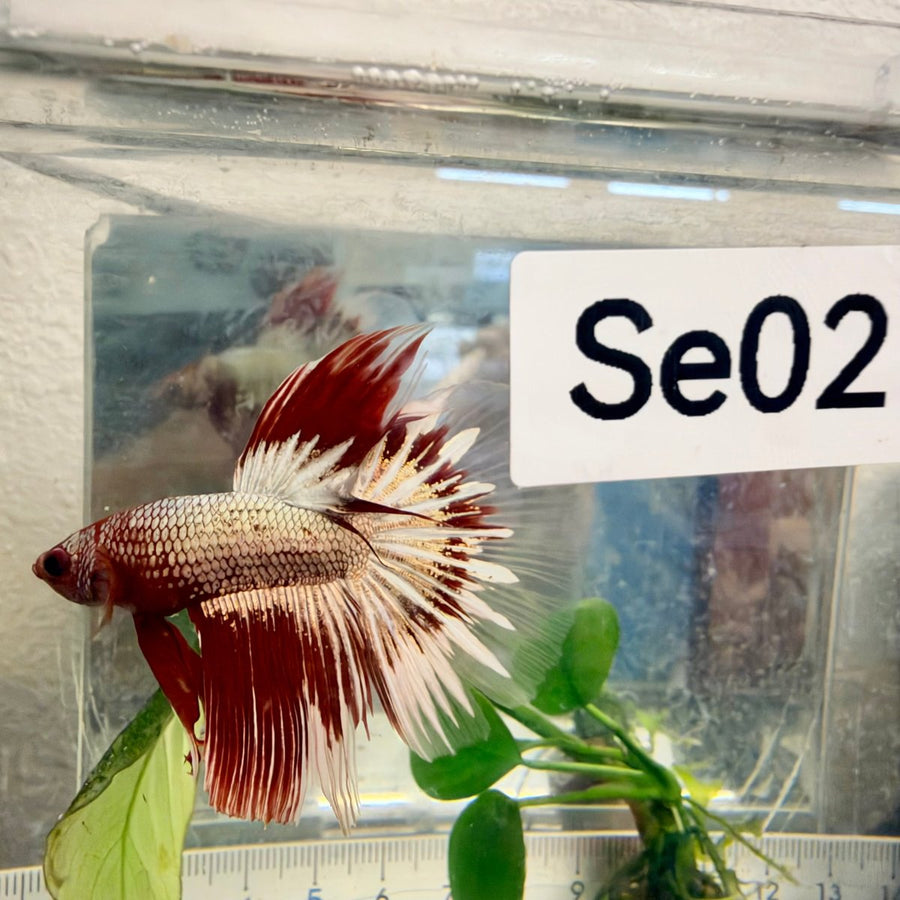 Halfmoon Red Fancy Copper Male Betta #Se02 Male betta