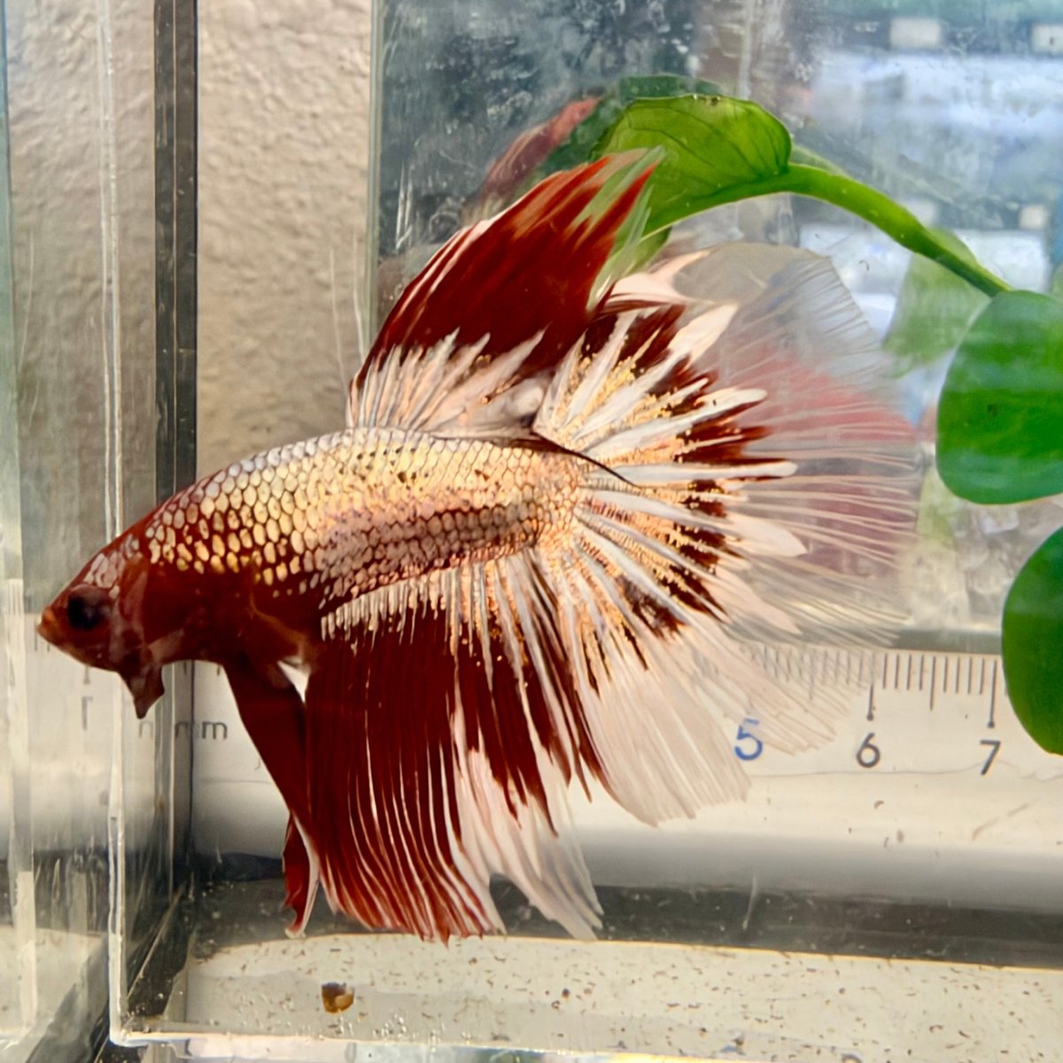 Halfmoon Red Fancy Copper Male Betta #Se02