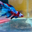 Halfmoon Red Koi Candy Male Betta 087 Live Betta Fish Male betta