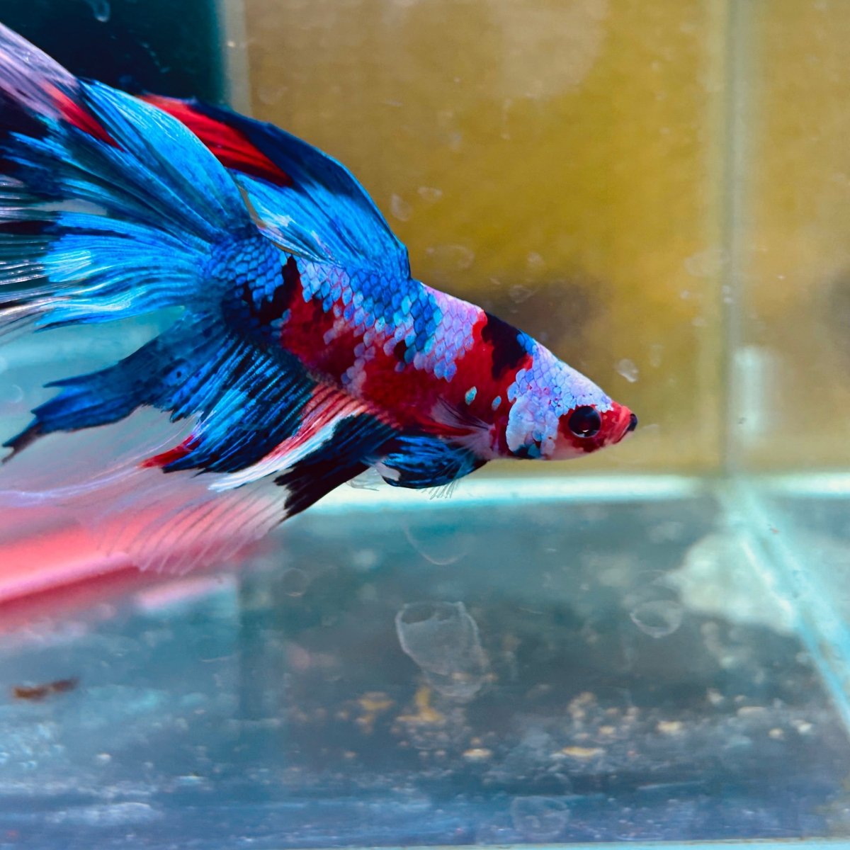 Halfmoon Red Koi Candy Male Betta 087 Live Betta Fish Male betta