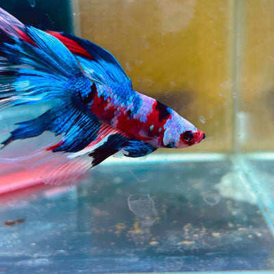 Halfmoon Red Koi Candy Male Betta 087 Live Betta Fish Male betta