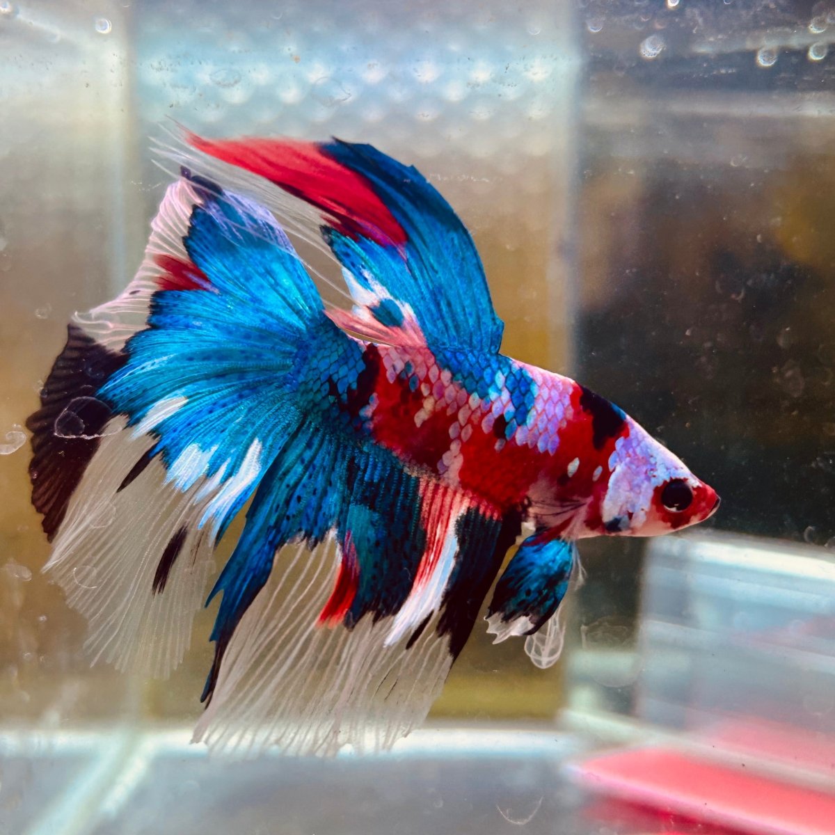 Halfmoon Red Koi Candy Male Betta 087 Live Betta Fish Male betta