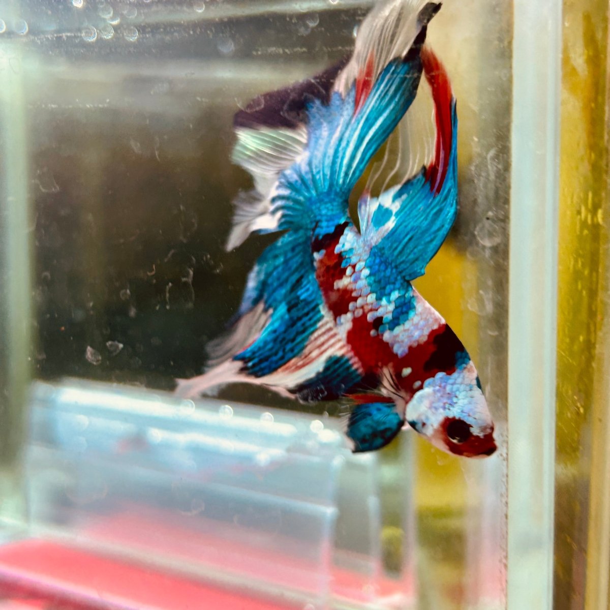 Halfmoon Red Koi Candy Male Betta 087 Live Betta Fish Male betta