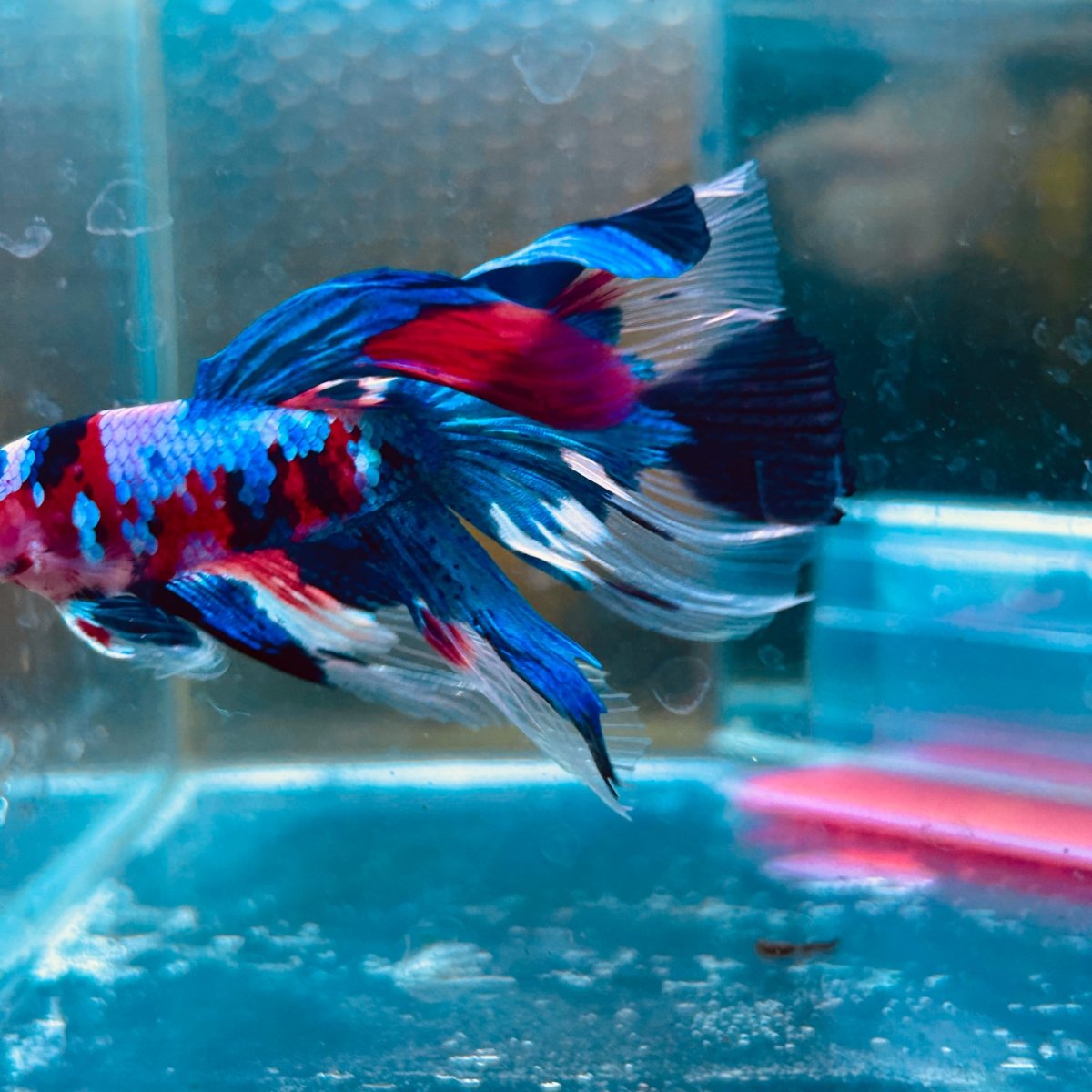 Halfmoon Red Koi Candy Male Betta 087 Live Betta Fish Male betta